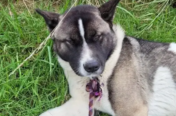 Chienne Akita trouvée à Beaulieu-sur-Layon - photo