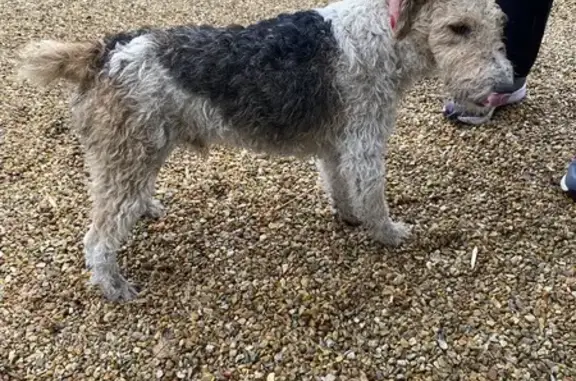 Chien trouvé , photo: Fox terrier mâle trouvé en Centre-Val de Loire