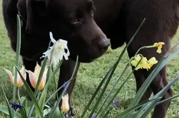 Chien perdu Nouvelle-Aquitaine, photo : Chien Labrador chocolat volé à Bordeaux IKEA