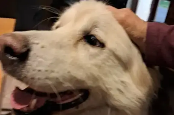 Chienne beige type patou trouvée à La Selve - photo