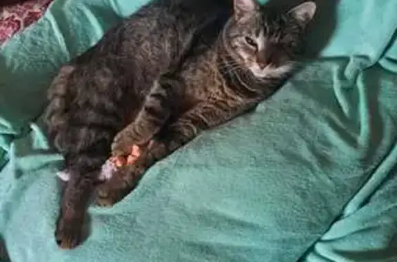Chat tigré mâle 5 ans, un œil, Formigny - photo