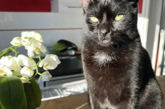 Animaux perdus Périgueux, photo: Chat noir perdu, 3 ans, Périgueux, rue Balzac
