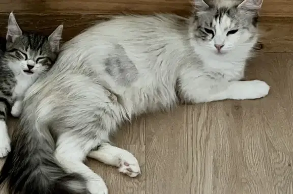 Chat Perdu à Noailles: Blanche/Grise, Craintive - photo