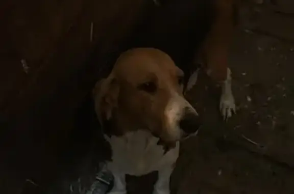 Chien trouvé , photo: Chien de chasse allaitante trouvé à La Nouaye