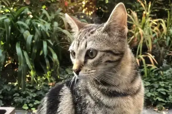 Chatte trouvée, 5 mois, rue Gourien, St-Brieuc - photo