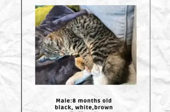 Lost Cat: Thor, Male Tabby in Cape Town