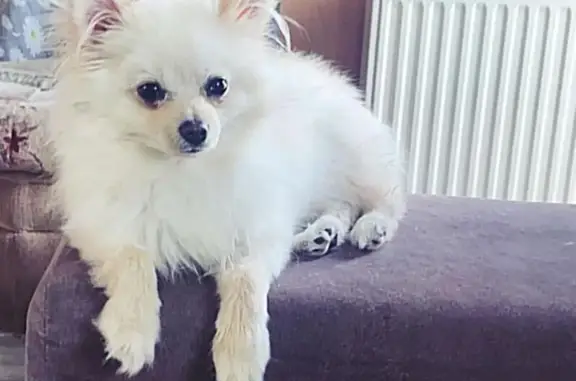 Perro Pomerania Blanco Perdido en Vega de Infanzones