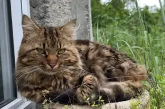 Animaux perdus Thésée, photo: Chat tigré disparu à Thésée (41140)