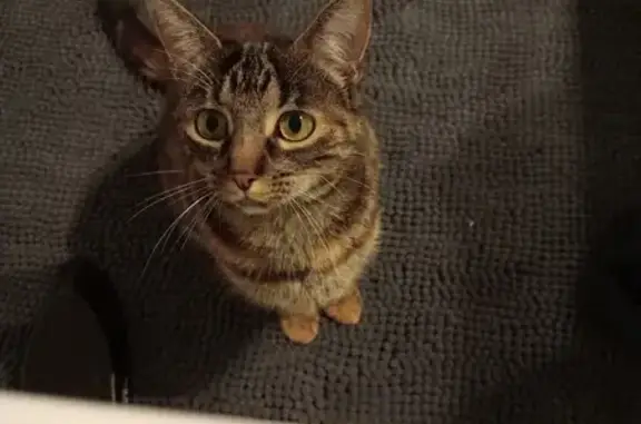 Jeune chatte tigrée disparue à Val-de-Reuil - photo
