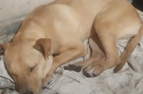 Perro Atropellado en Col. Juárez Pantitlán, CDMX