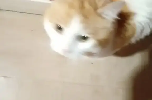 Chat roux et blanc disparu à Concarneau - photo