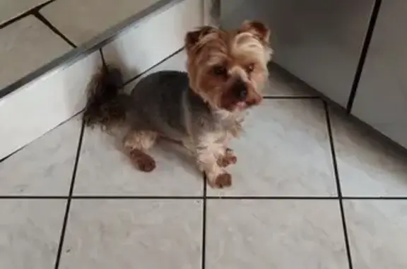 Chien perdu Liverdun, photo : Yorkshire Terrier perdu à Liverdun