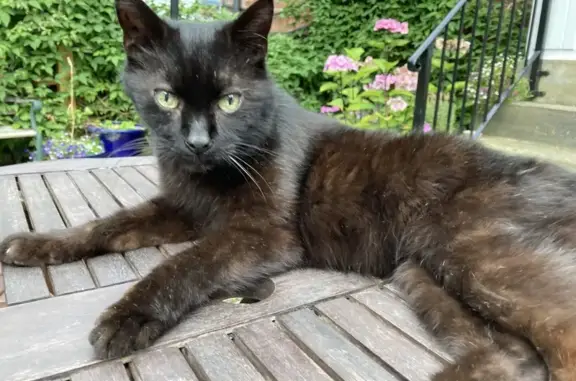 Missing Black Male Cat, 19, Chapel Lane