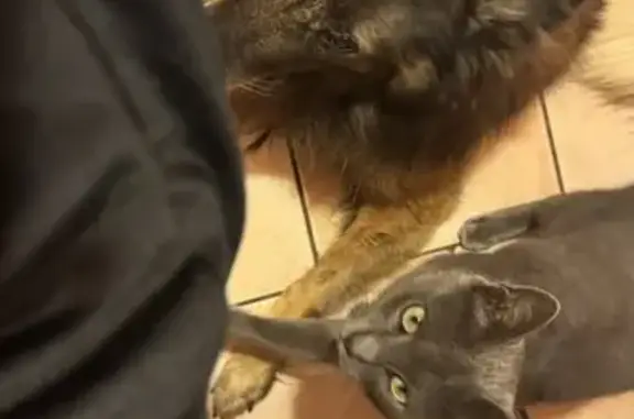 Animaux perdus Thézan-lès-Béziers, photo: Chat gris mâle disparu à Espondeilhan