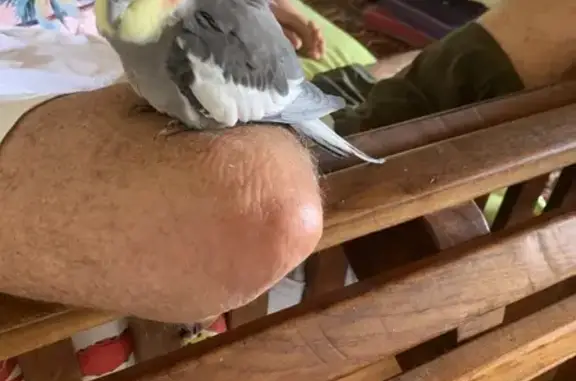 Friendly Cockatiel Found on We...