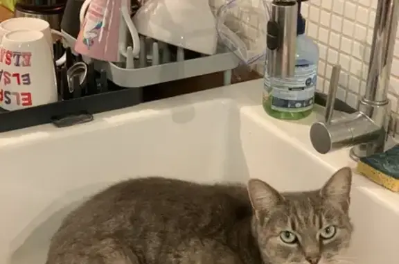 Animaux perdus Nantes, photo: Chat européen 8 ans disparu, Rue des Stocks