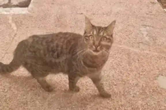 Chat castré trouvé sans collier à Cognac - photo