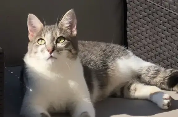 Chat perdu, , photo: Chat disparu, femelle, Santenay, Petite Rue 21