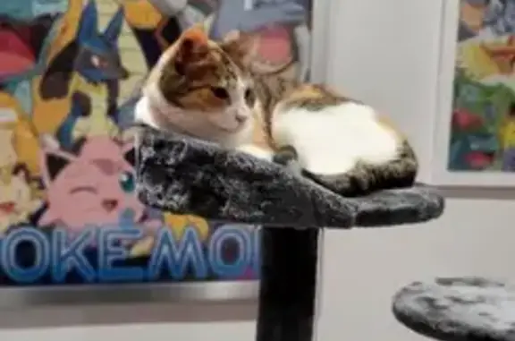 Chatte tricolore de 6 ans disparue à Domérat - photo