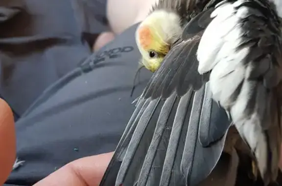 Lost Cockatiel: Yellow Head, Grey Body, Flora St