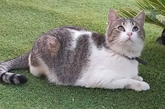 ¡Gato Perdido en Aspe! Gris y Blanco, Muy Noble