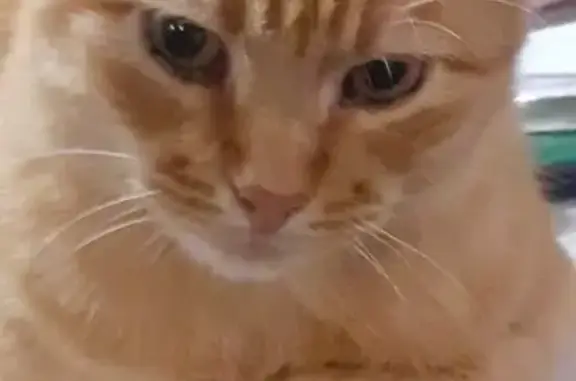 Chat perdu, , photo: Chat perdu: Minet, mâle, 9 ans, roux et blanc