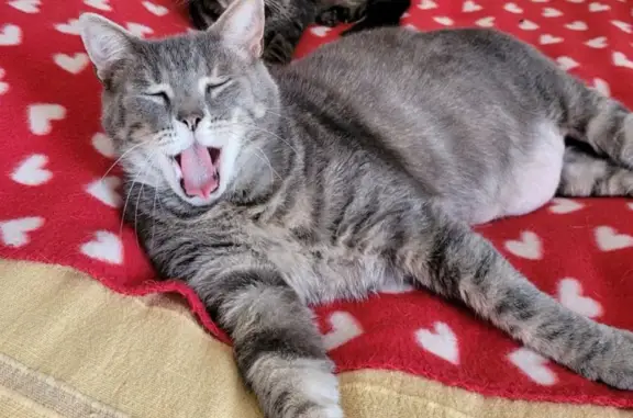 Chat perdu, Mimizan, photo: Chat gris tigré clair perdu à Mimizan