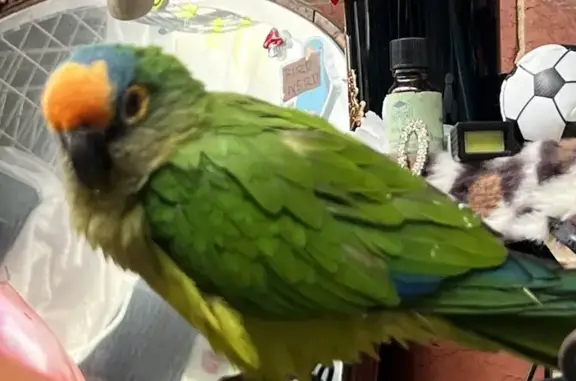 Lost Sunday 22nd September 2024. Bean is a peach fronted conure.  His a boy and name is Bean.  Please contact me on 0402269301 if anyone sees him. Thank you Tracye