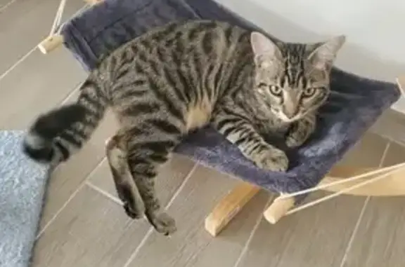 Chat perdu, Dompierre-sur-Mer, photo: Chat disparu rue Henri Coudreau, Dompierre