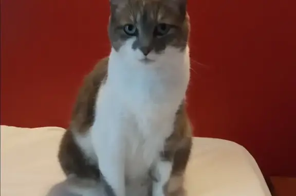 Chat perdu, Lacanau, photo: Chatte grise et blanche disparue à Lacanau