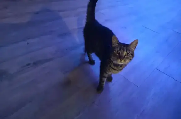 Chat trouvé à Sainte-Consorce - photo