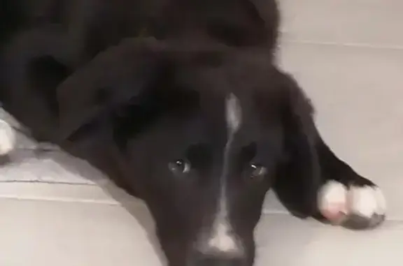 Chiot mâle type border collie trouvé - photo