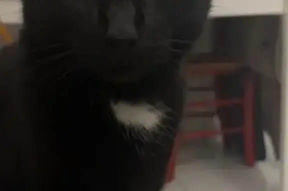 Chat perdu, Saint-Ouen-l'Aumône, photo: Chat noir perdu, tâche blanche au cou