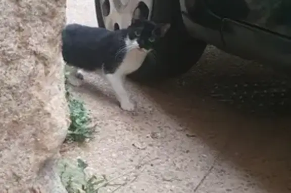 Chat trouvé apeuré Rue Joseph Arcelin 11 - photo