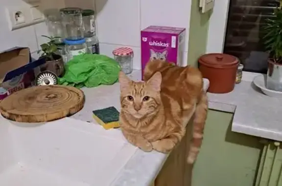 Jeune chat roux perdu à Irai, 17 mois - photo