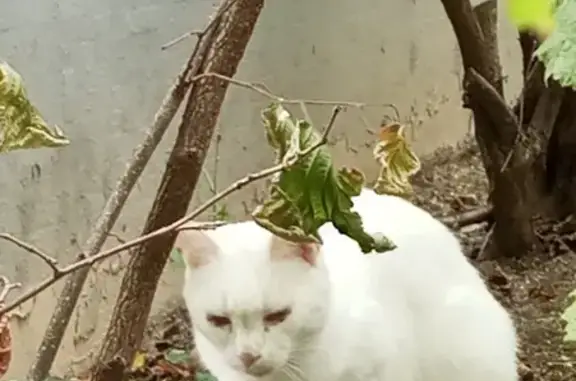 Chat blanc aveugle trouvé à Reims - photo