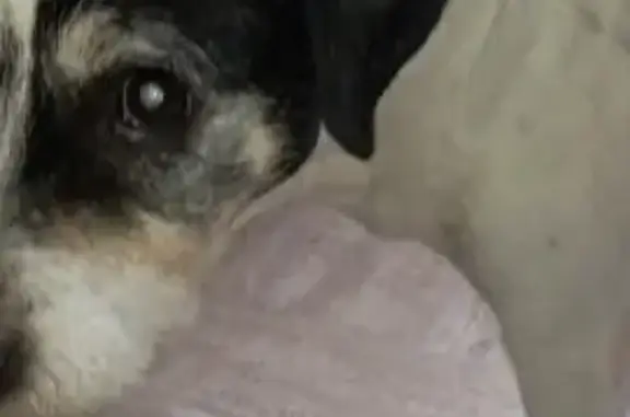 Chien aveugle trouvé à Veauche - photo