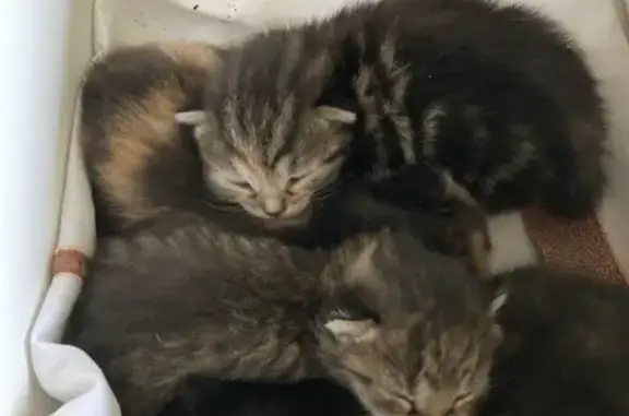 Chatons trouvés Rue Gambetta, Châlette-sur-Loing - photo
