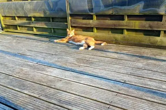 Animaux perdus Haute-Goulaine, photo: Chat roux disparu, queue tordue, Haute-Goulaine