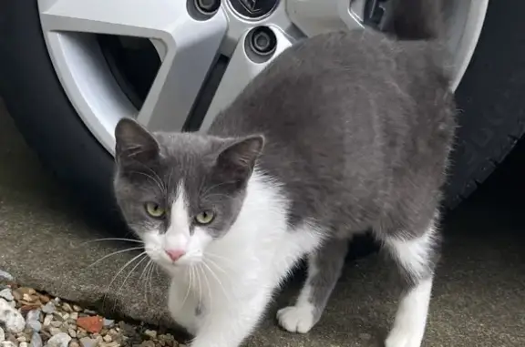 Chatte grise et blanche trouvée à Angers - photo