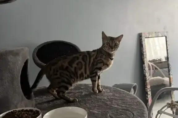 Animaux perdus Louviers, photo: Chat Bengal perdu, poils manquants, Louviers
