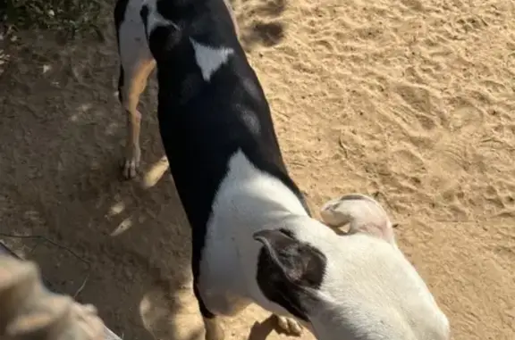 🔴 ¡Perro Robado! Dócil, 13 Meses, Collar Español 🔴