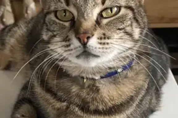 Animaux perdus Villeblevin, photo: Chatte LOUNA perdue, rue Genestrats, Villeblevin