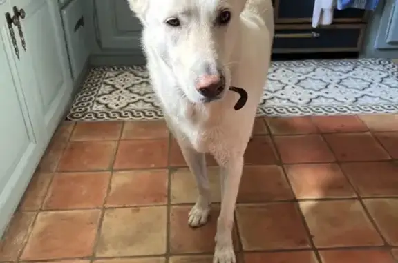 Berger blanc suisse femelle trouvée à St-Rémy - photo