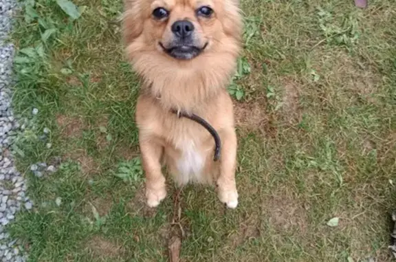 Animaux trouvés Cesson-Sévigné, photo: Chien trouvé Av. Champs Blancs, Cesson-Sévigné