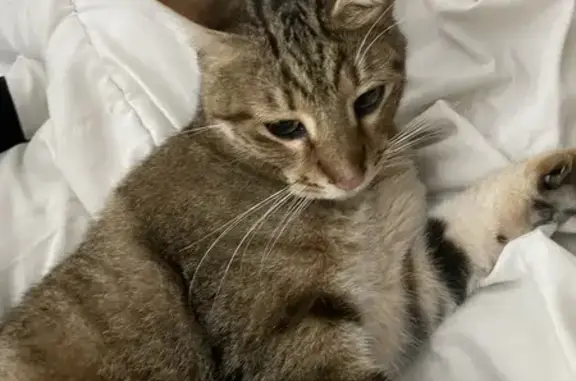 Jeune chat affectueux trouvé Rue Visitation - photo