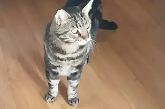Chat perdu, Mers-les-Bains, photo: Chat Croisé Maine Coon Disparu à Mers-les-Bains