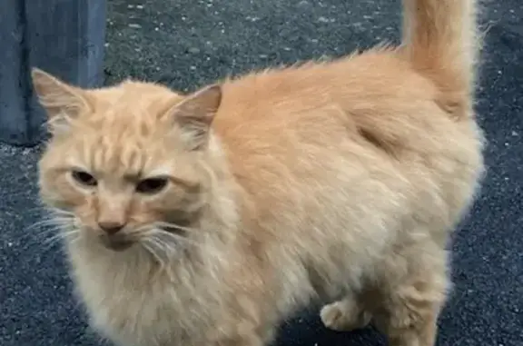 Animaux trouvés , photo: Chat roux trouvé, mâle castré, Rue Sainte-Barbe