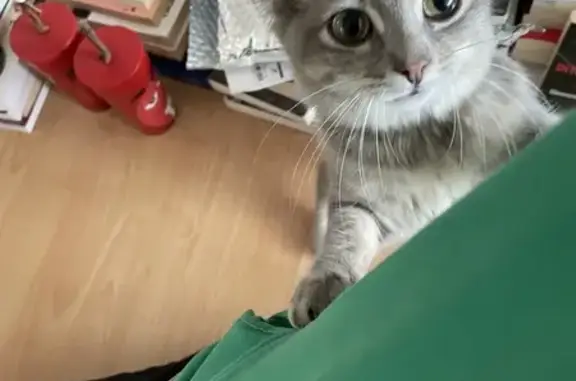 Chatte trouvée, jeune et affectueuse à Lorient - photo