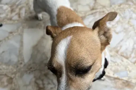 Animaux trouvés , photo: Jack Russel trouvé Chemin du Cros, Pins-Justaret
